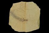 Dawn Redwood (Metasequoia) Fossil - Montana #135738-1